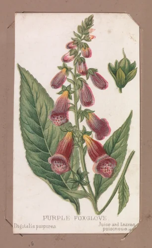 Purple Foxglove from the Plants series by Louis Prang & Co., print, 1862-1869