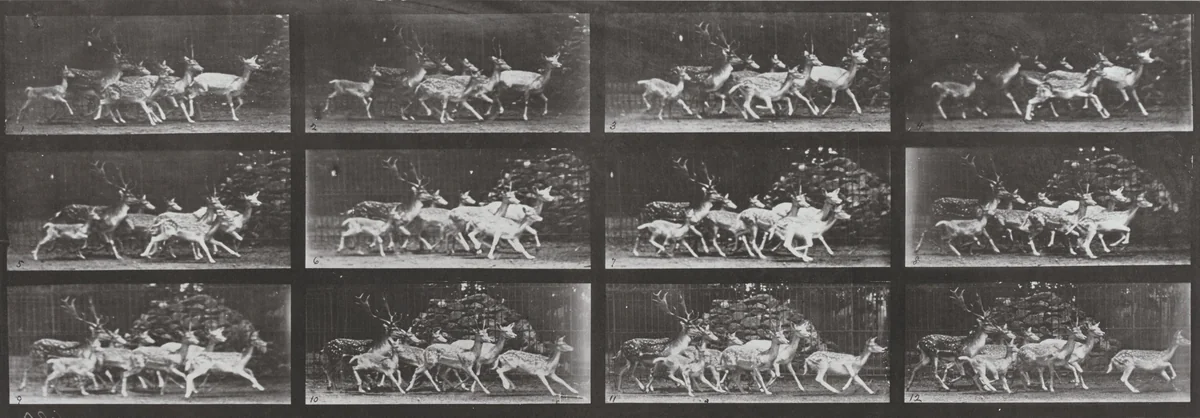 Plate Number 690. Fallow deer, buck and group of does, various movements by Eadweard Muybridge, photograph, 1887