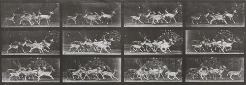 Plate Number 690. Fallow deer, buck and group of does, various movements by Eadweard Muybridge, photograph, 1887