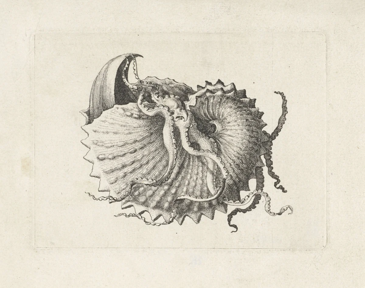 Schelp, argonauta nodosa by Wenceslaus Hollar, print, 1644-1652
