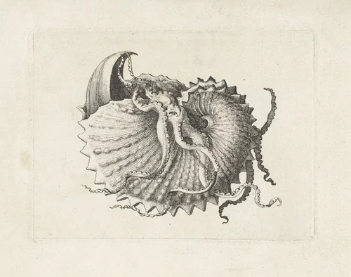 Schelp, argonauta nodosa by Wenceslaus Hollar, print, 1644-1652