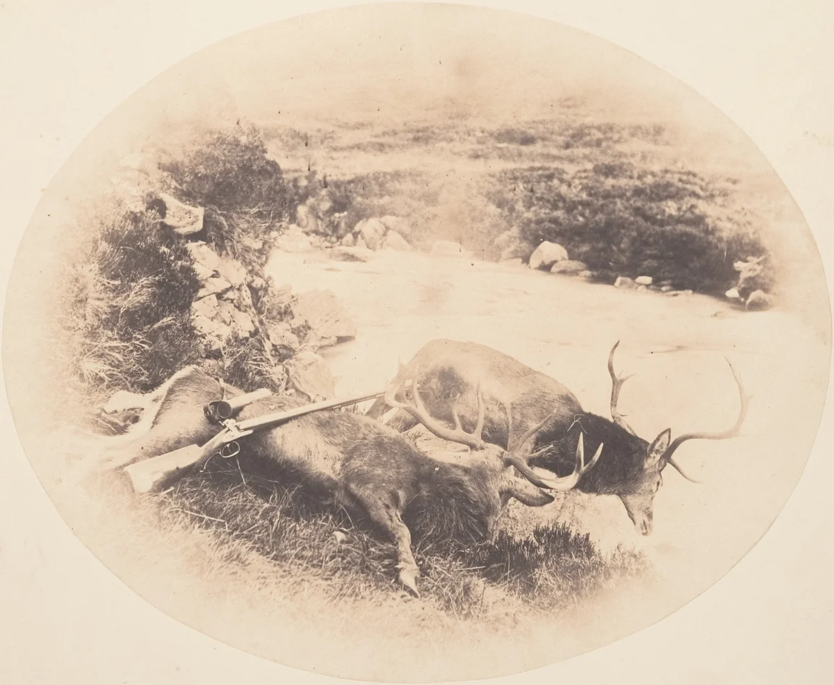 [Two Stags, One Shot by Mr. Ross and the Other by Mrs. Ross] by Horatio Ross, photograph, 1858