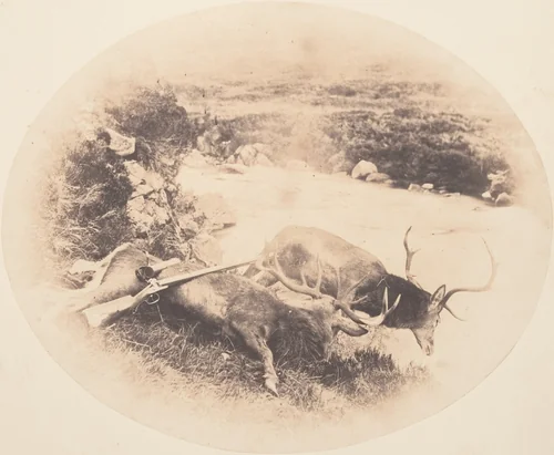 [Two Stags, One Shot by Mr. Ross and the Other by Mrs. Ross] by Horatio Ross, photograph, 1858
