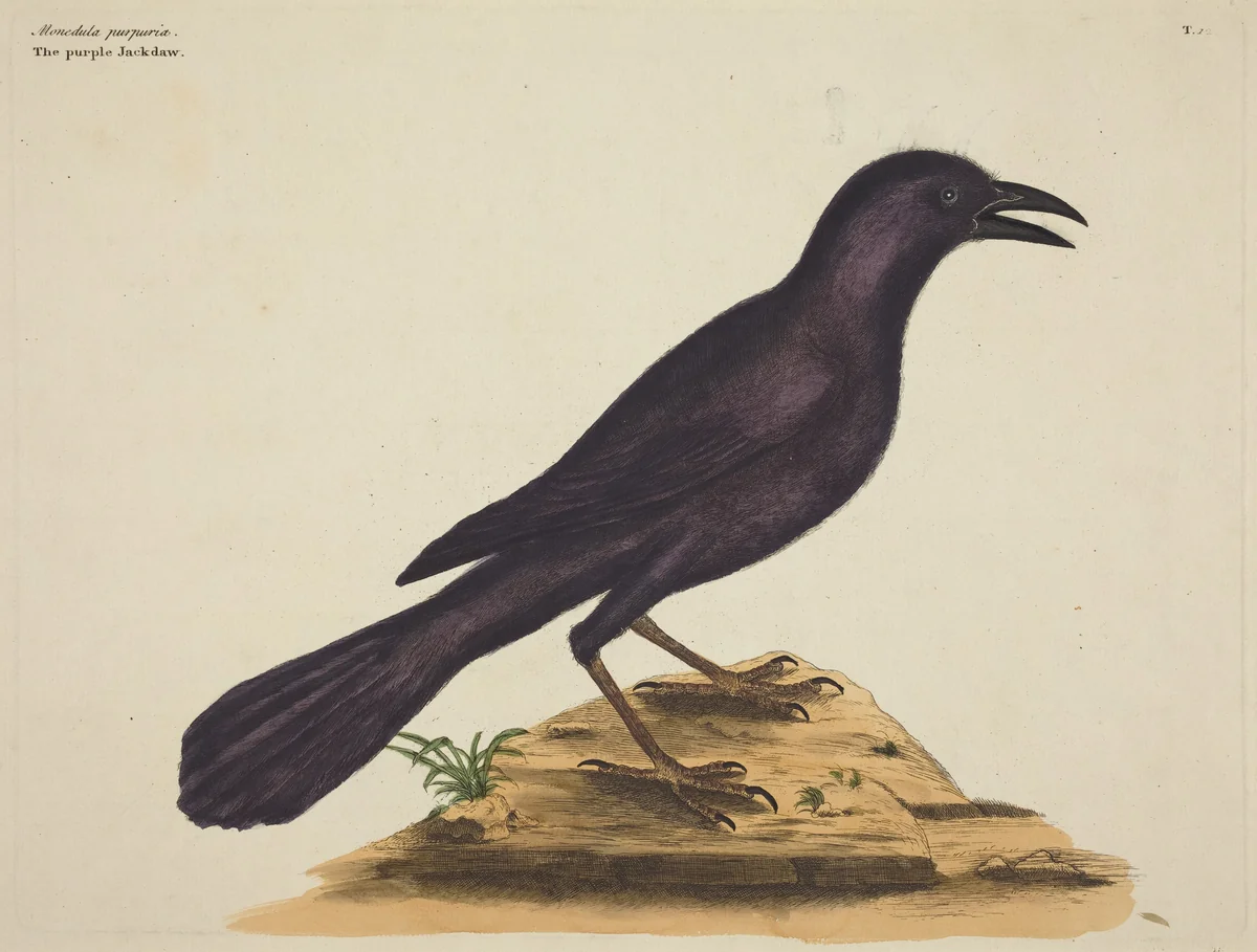 The Purple Jack Daw (Gracula Quiscula) by Mark Catesby, print, 1731-1743