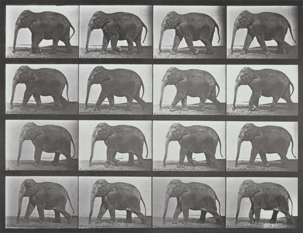 Plate Number 732. Elephant walking by Eadweard Muybridge, photograph, 1887