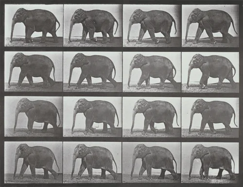 Plate Number 732. Elephant walking by Eadweard Muybridge, photograph, 1887