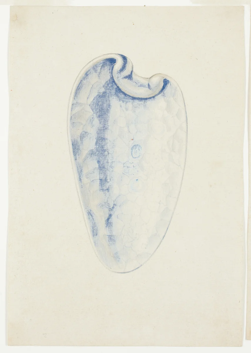 Overview of Lavender Elongated Shell by Giuseppe Grisoni, painting, 1719-1769