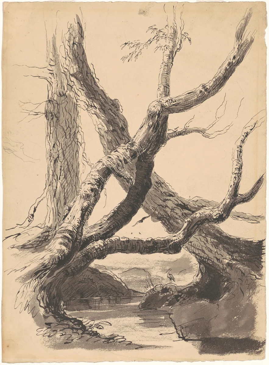 Tree Trunks by Thomas Cole, drawing, 1825-1840