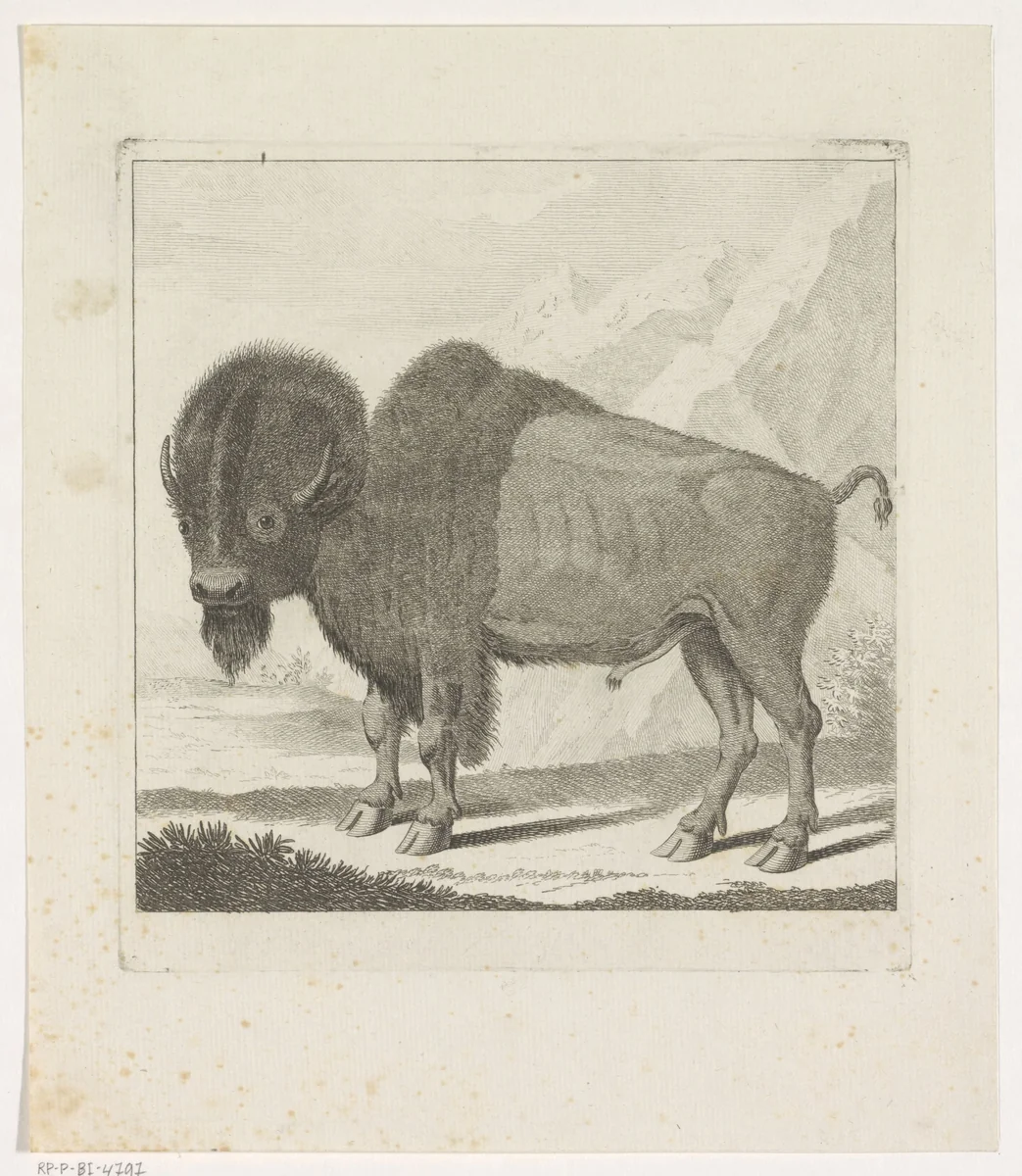 Bizon by anonymous, print, 1735-1859