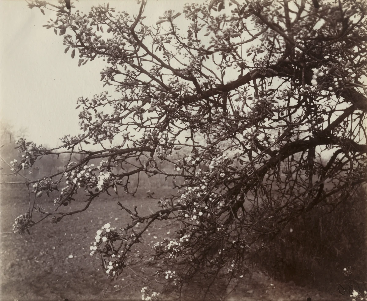 Poirier by Eugène Atget, photograph, 1922