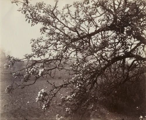 Poirier by Eugène Atget, photograph, 1922