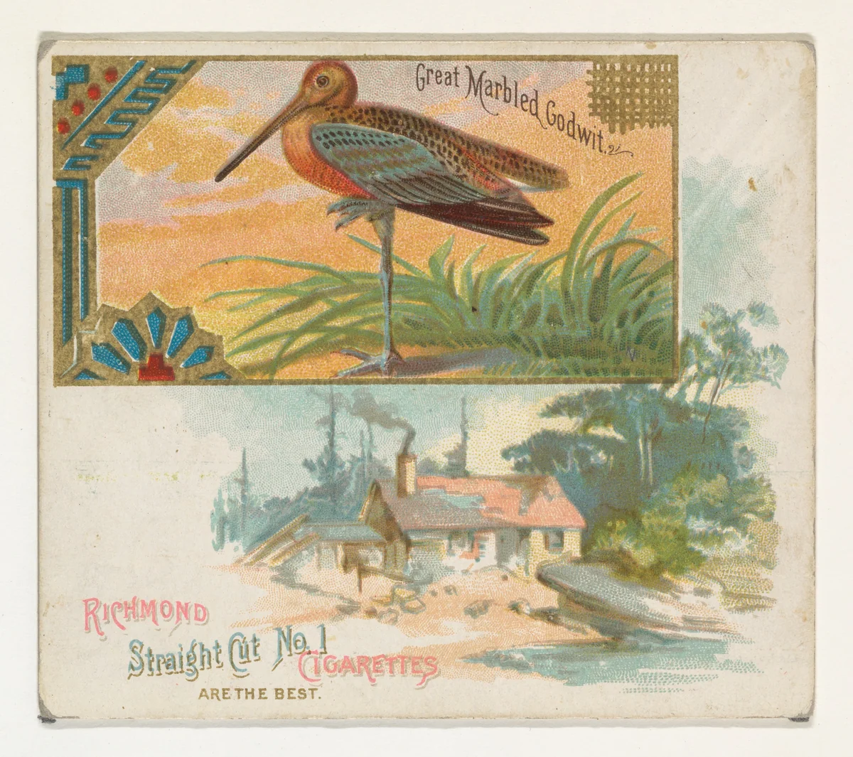 Great Marbled Godwit, from the Game Birds series (N40) for Allen & Ginter Cigarettes by Allen & Ginter, print, 1888-1890