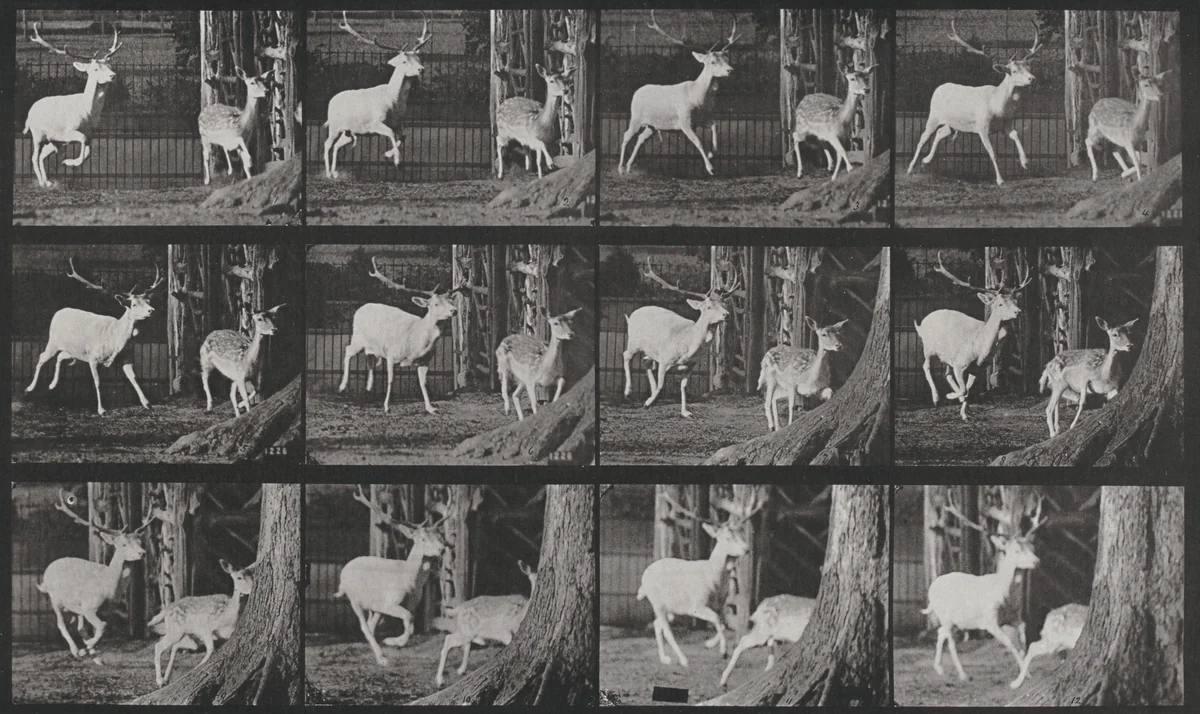 Plate Number 686. Fallow deer, buck and doe, galloping by Eadweard Muybridge, photograph, 1887