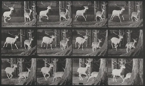 Plate Number 686. Fallow deer, buck and doe, galloping by Eadweard Muybridge, photograph, 1887