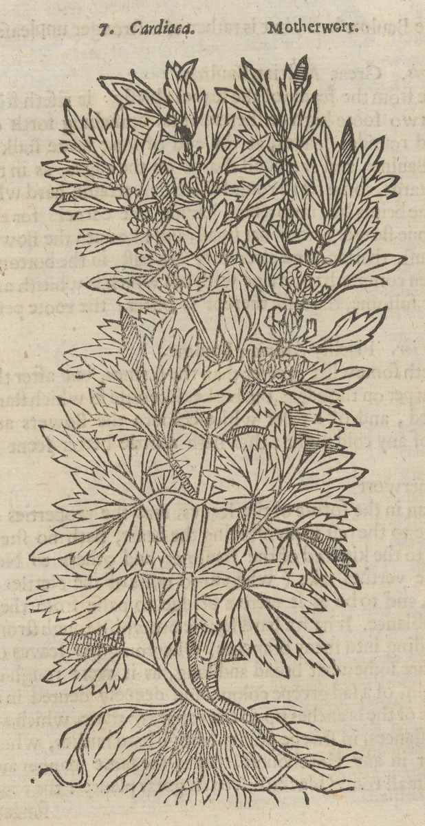 Theatrum Botanicum, the Theatre of Plants or An Universal and Compleat Herball. by John Parkinson, book, 1640