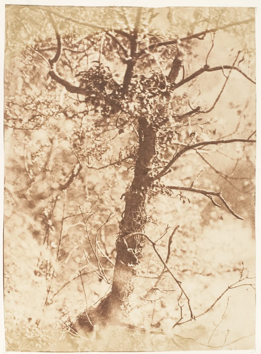 Tree at Colinton by Hill and Adamson, photograph, 1843-1847