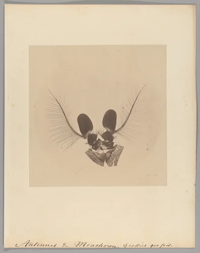Antennes de Moucheron grossies 900 fois [Midge Fly Antenna] by Auguste-Adolphe Bertsch, photograph, 1853-1857