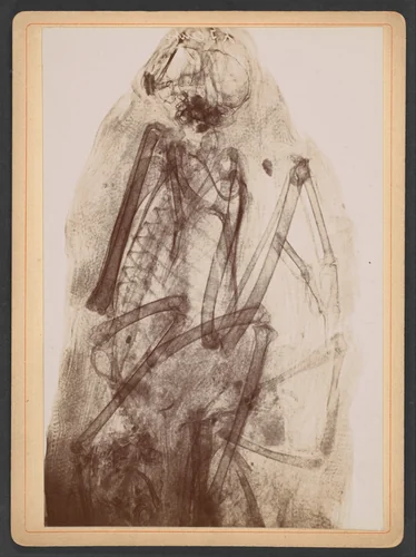 [X-Ray of the Mummy of a Raptor] by Henri van Heurck, photograph, 1896
