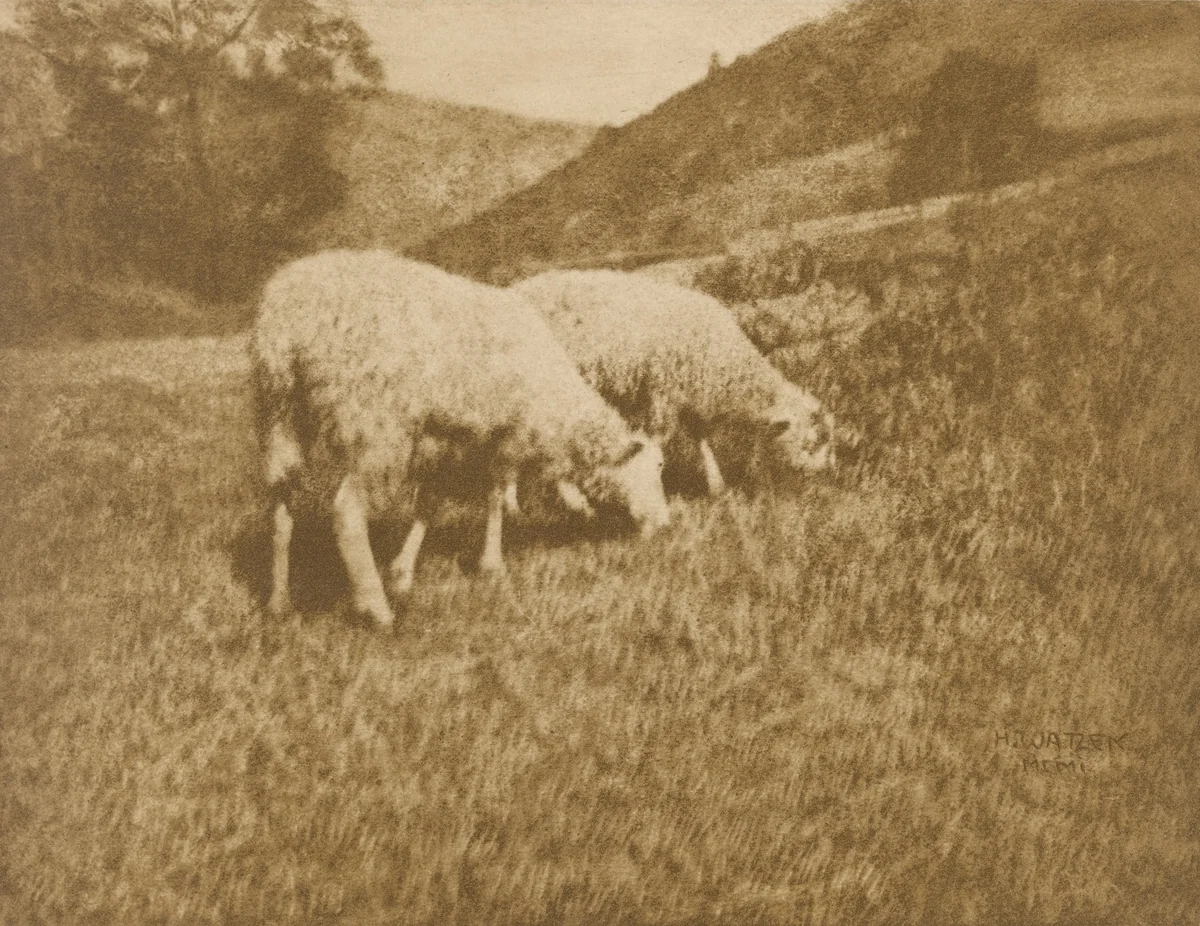 Schaafe by Hans Watzek, photograph, 1902