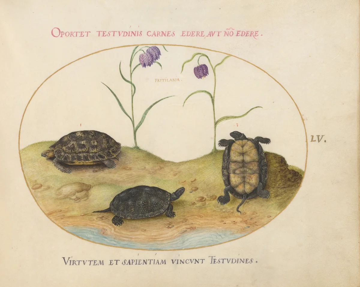 Plate 55: A Hermann's or Greek Tortoise, Two European Pond Turtles, and Two Fritillaria by Joris Hoefnagel, drawing, 1570-1599