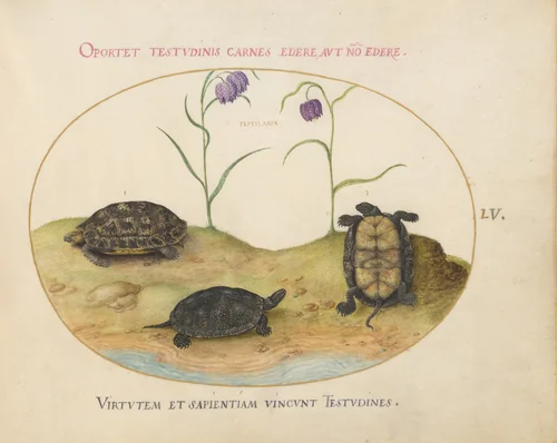Plate 55: A Hermann's or Greek Tortoise, Two European Pond Turtles, and Two Fritillaria by Joris Hoefnagel, drawing, 1570-1599