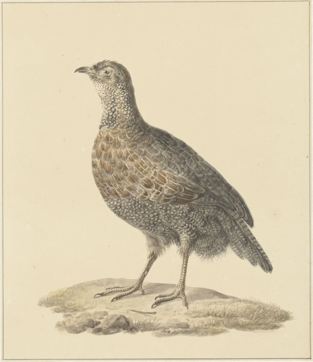 Patrijs (?) by Pieter Pietersz. Barbiers, drawing, 1759-1842