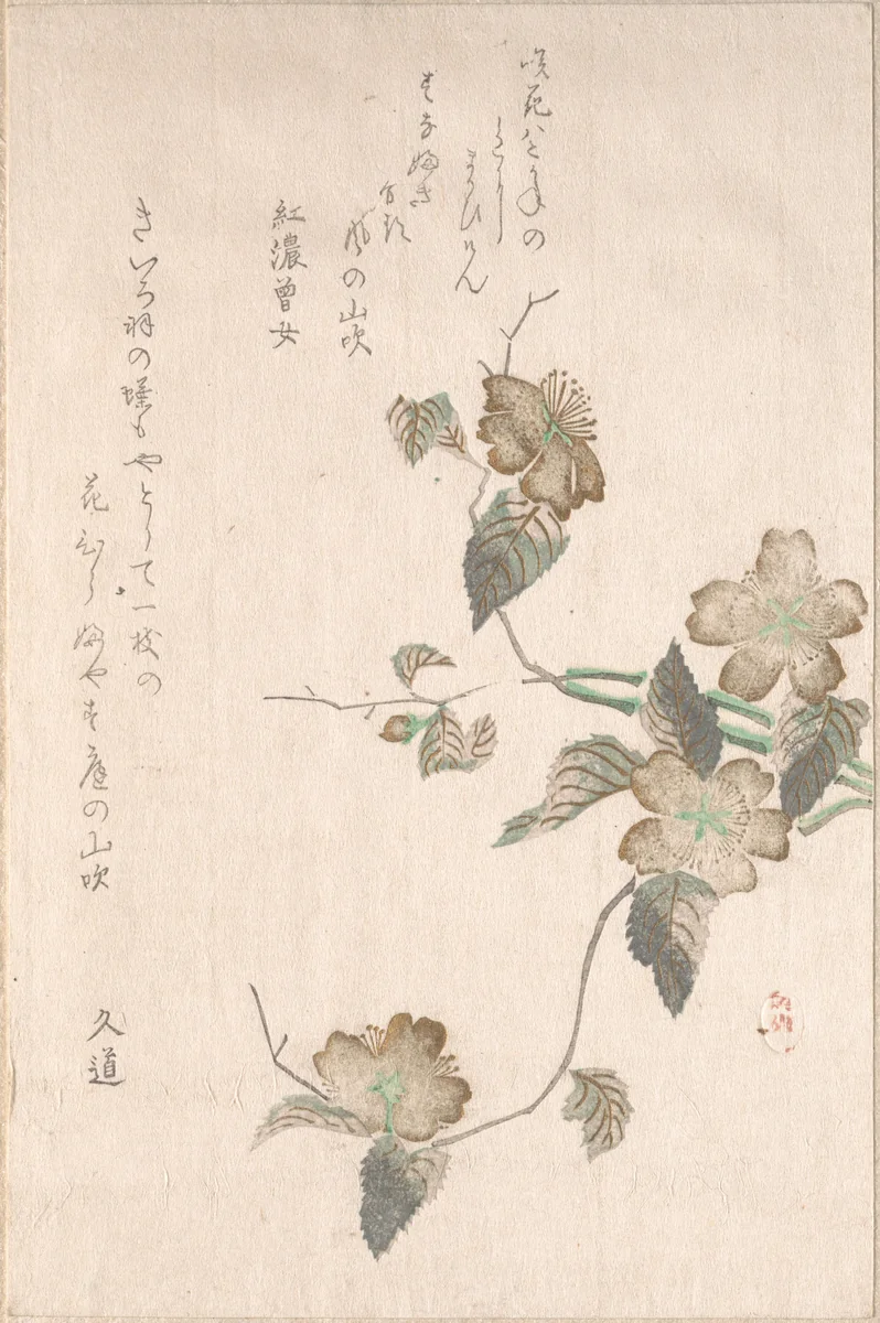 Yamabuki Flowers (kerria japonica) by Unidentified Artist, print, 1768-1868