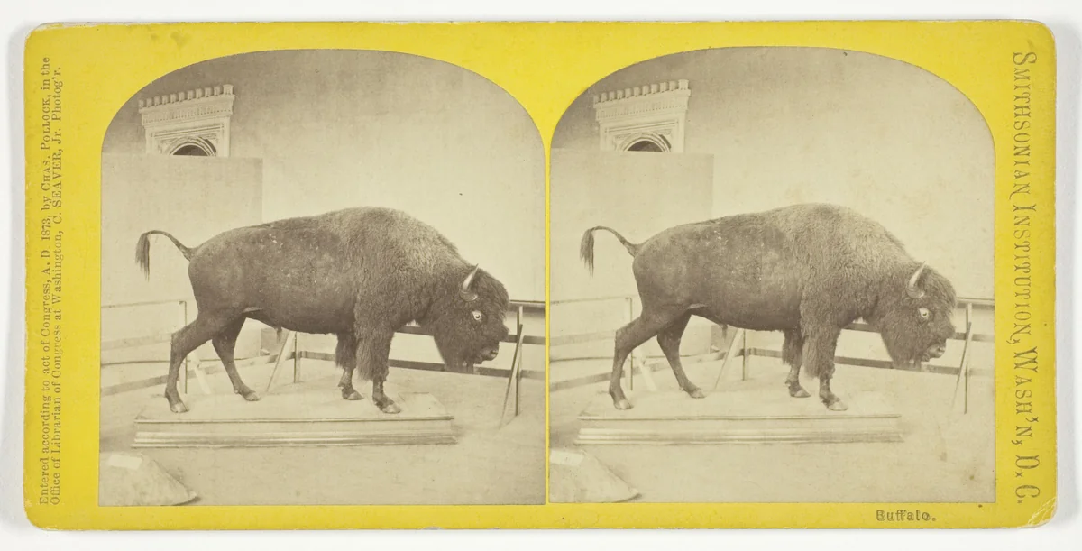 Buffalo by C. Seaver, Jr., photograph, 1873