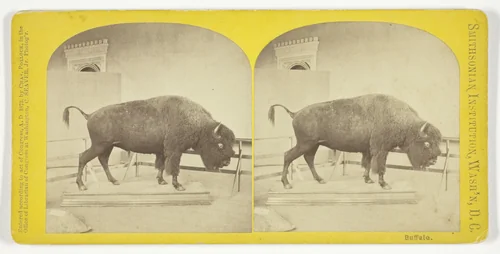 Buffalo by C. Seaver, Jr., photograph, 1873