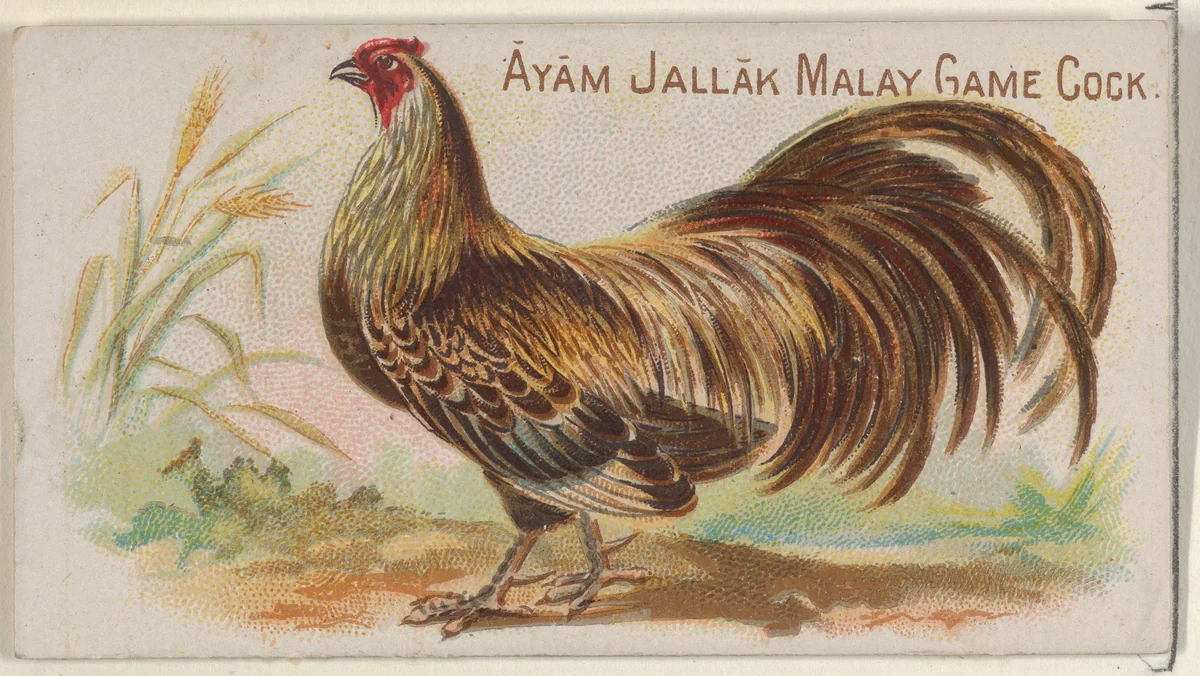 Ayam Jallak Malay Game Cock, from the Prize and Game Chickens series (N20) for Allen & Ginter Cigarettes by Allen & Ginter, print, 1891
