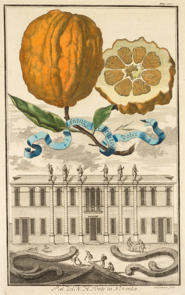 Nurnbergische Hesperides: No. 185 - Aranzo Striato dolce. Palazzo del N. H. Fonte in Noventa by Joseph de Montalegre, print, 1703-1708