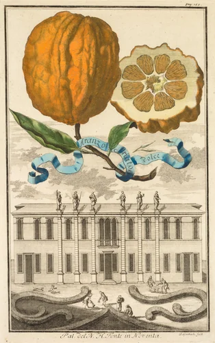 Nurnbergische Hesperides: No. 185 - Aranzo Striato dolce. Palazzo del N. H. Fonte in Noventa by Joseph de Montalegre, print, 1703-1708