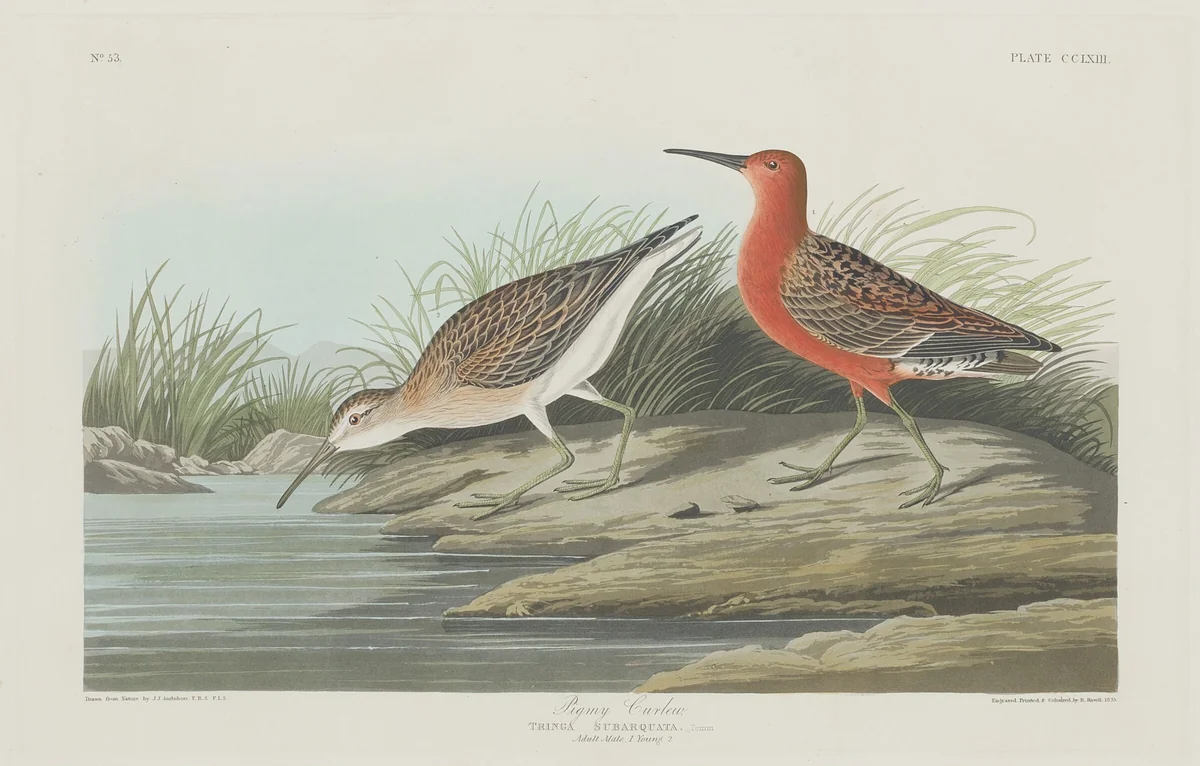 Pigmy Curlew by Robert Havell, Jr.; John James Audubon, print, 1835