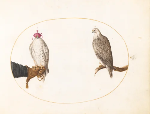 Plate 5: A Hooded Falcon and Its Wild Counterpart by Joris Hoefnagel, drawing, 1570-1599