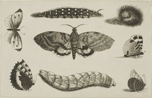 Three Caterpillars, a Moth, and Four Butterflies, from Diversae Insectorum...Figurae by Wenceslaus Hollar, print, 1644-1652