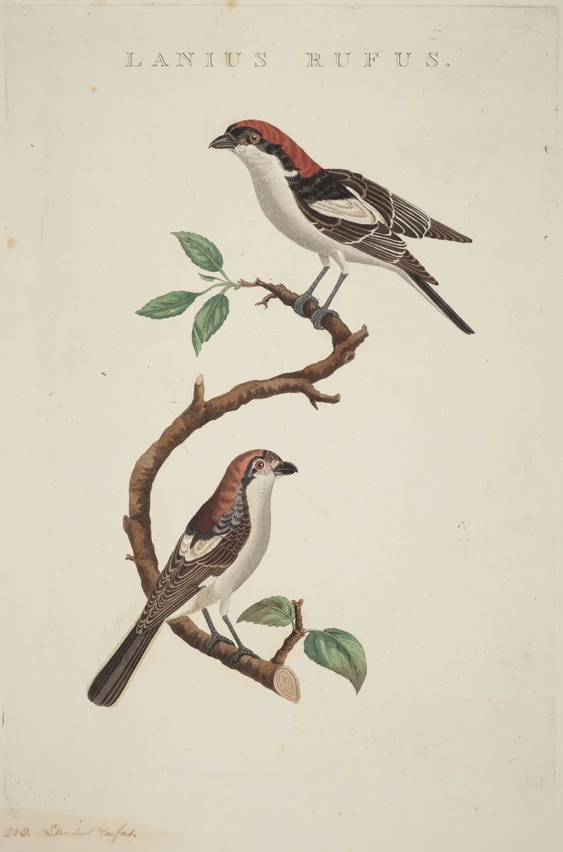 Lanius rufus by American 19th Century, print, 1800-1899