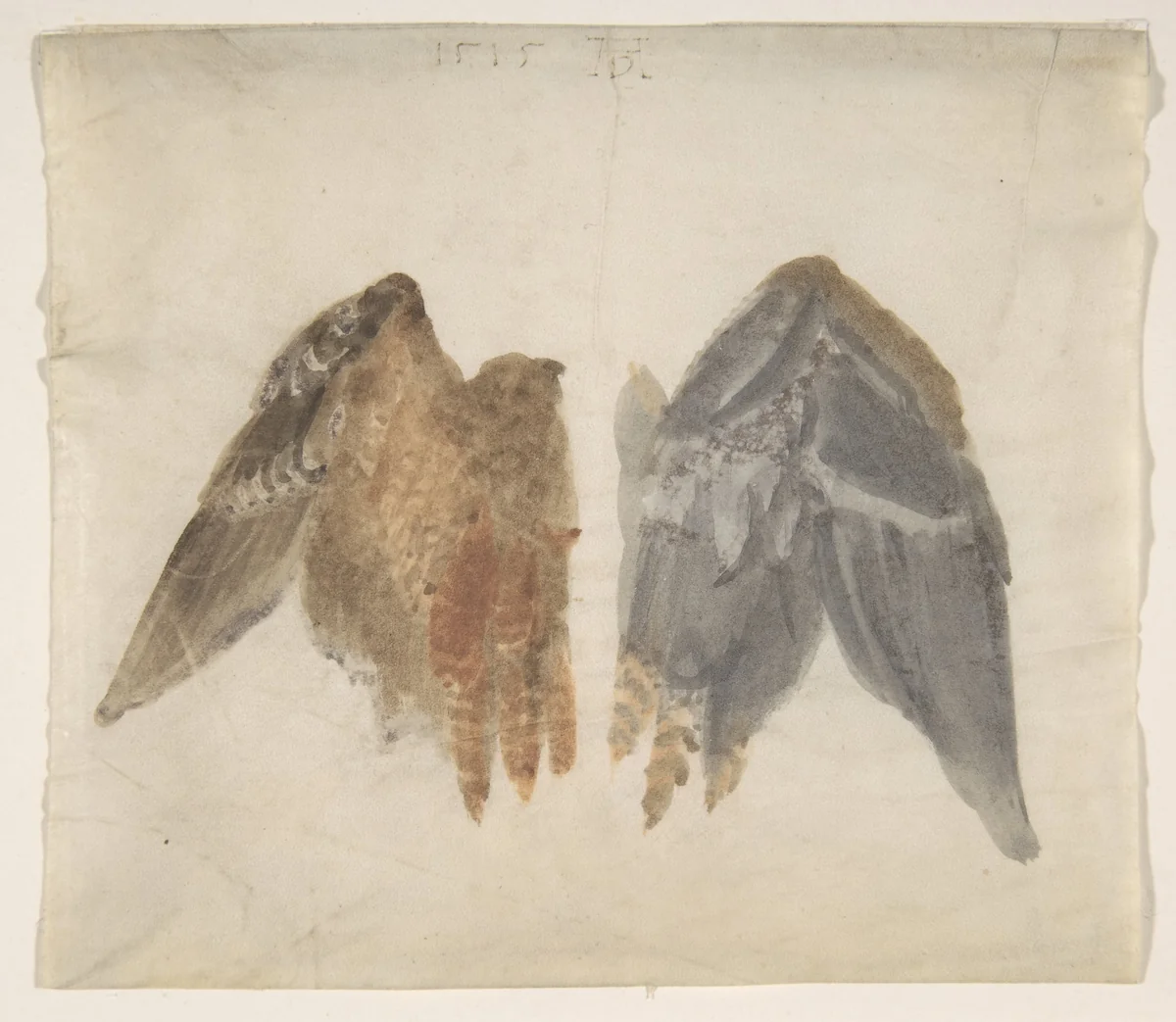 Bittern's Wings: study showing both sides by Albrecht Dürer, drawing, 1515