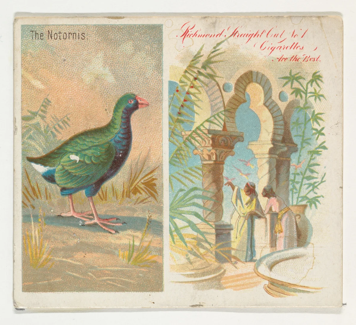 The Notornis, from Birds of the Tropics series (N38) for Allen & Ginter Cigarettes by Allen & Ginter, print, 1889