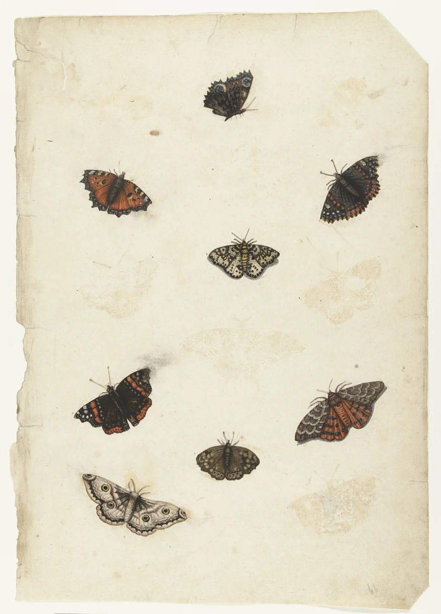 Acht vlinders by anonymous, drawing, 1560-1585