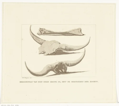 Beenderen van een os by Anthonie van den Bos, print, 1809-1810