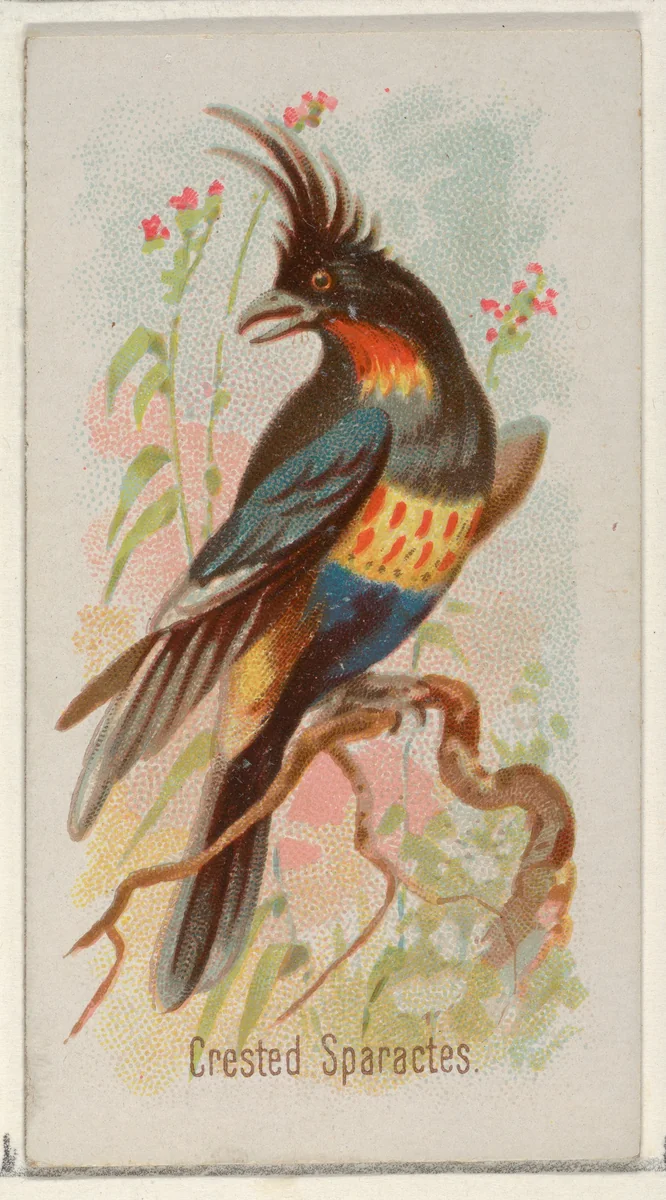 Crested Sparactes, from the Song Birds of the World series (N23) for Allen & Ginter Cigarettes by Allen & Ginter, print, 1890