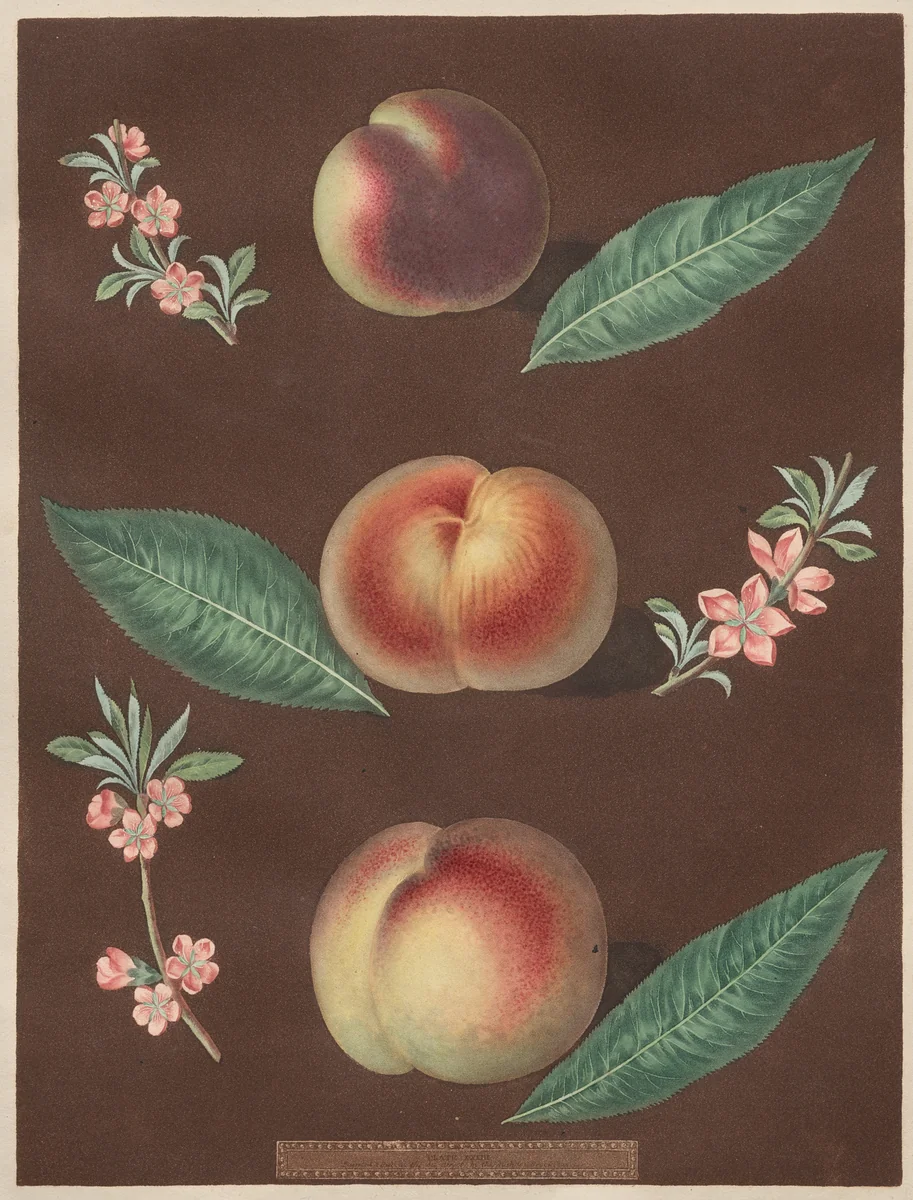 Pomona Britannica: No. 33 - Peaches by George Brookshaw, print, 1805