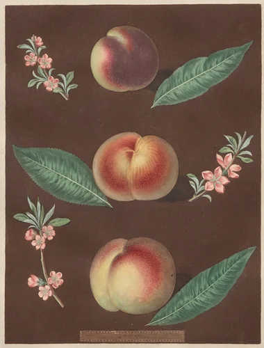 Pomona Britannica: No. 33 - Peaches by George Brookshaw, print, 1805