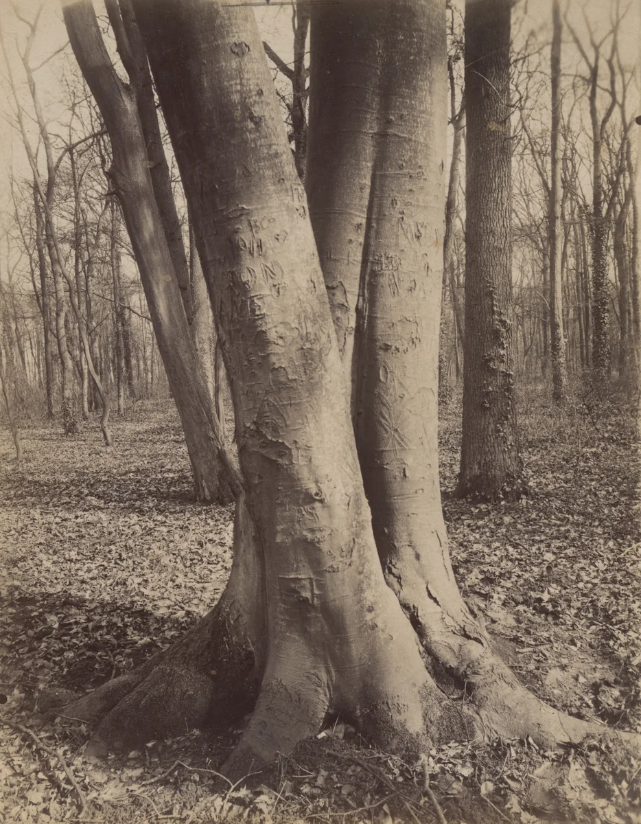 Saint-Cloud by Eugène Atget, photograph, 1915
