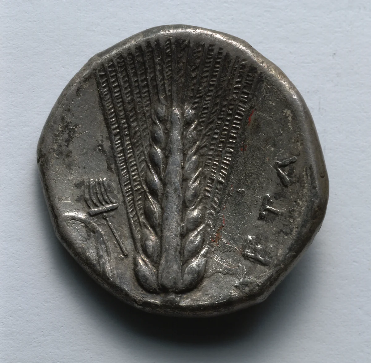 Stater: Barley (reverse) by Unknown, metalwork, -330--300