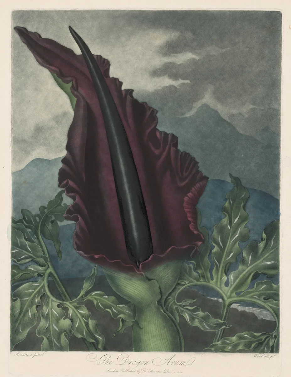 The Dragon Arum, Black Calla or Solomon's Lily by Robert John Thornton, print, 1799-1807