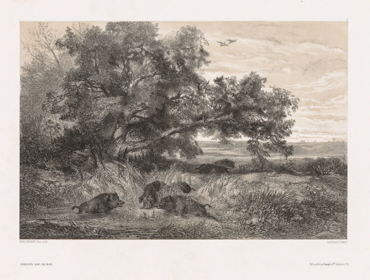 Animals and Landscape after Nature: Wild Boar in a Pond by Karl Bodmer, print, 1845-1855
