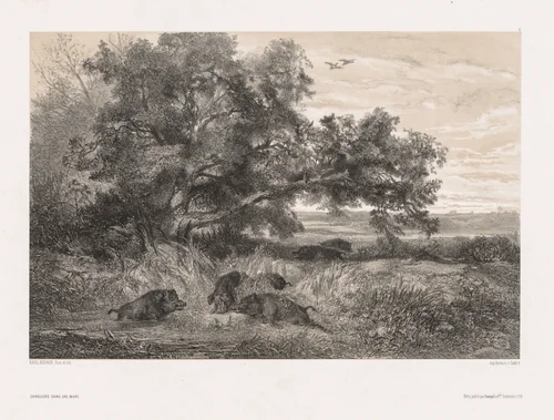 Animals and Landscape after Nature: Wild Boar in a Pond by Karl Bodmer, print, 1845-1855