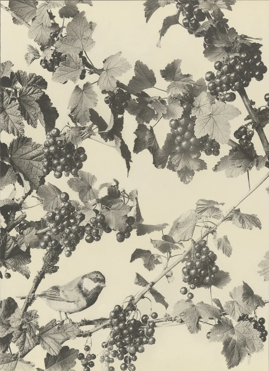 Page from Festons und Dekorative Gruppen by Unidentified Photographer, photograph, 1893