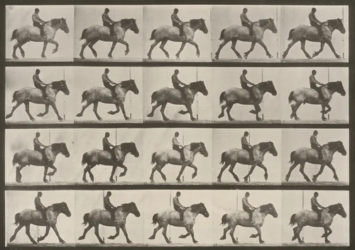 Plate Number 597. "Hansel" trotting, bareback by Eadweard Muybridge, photograph, 1887
